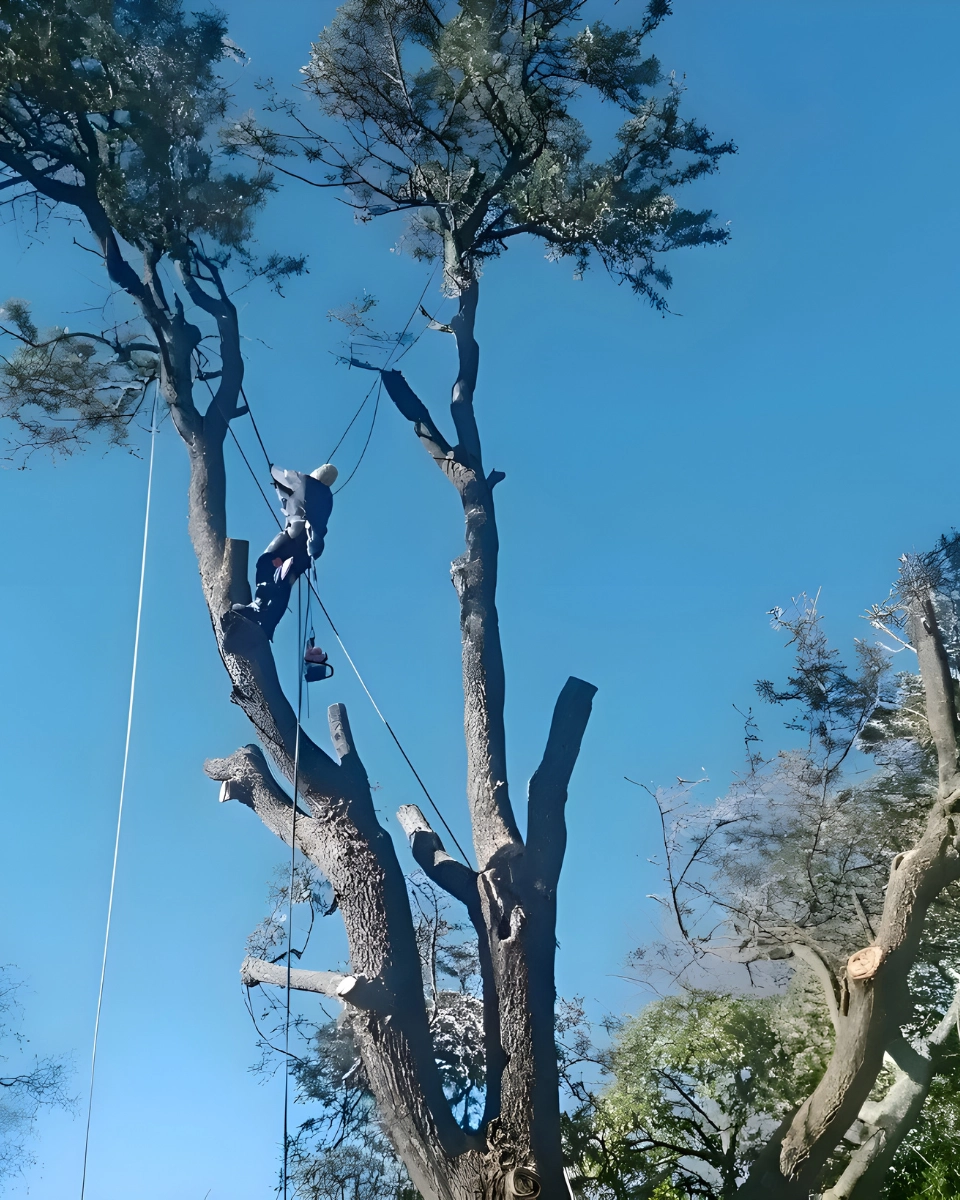 ABATTAGE À PAU - L'HÉRISSON DU JARDIN