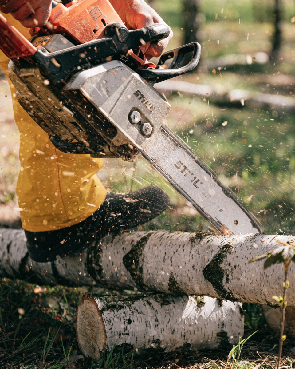 ABATTAGE D'ARBRE PAR L'HÉRISSON DU JARDIN