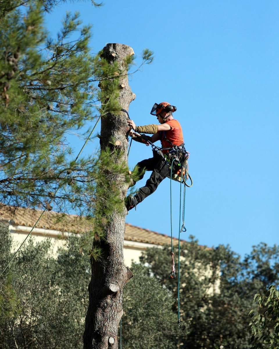 ABATTAGE D'ARBRE PAU - L'HÉRISSON DU JARDIN