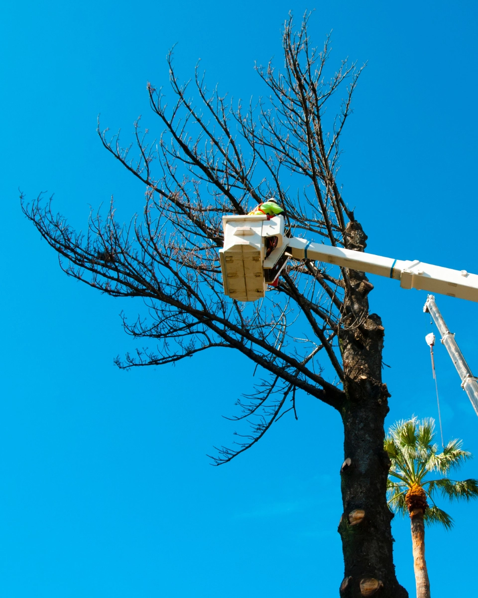 ABATTAGE SUR PAU - L'HÉRISSON DU JARDIN