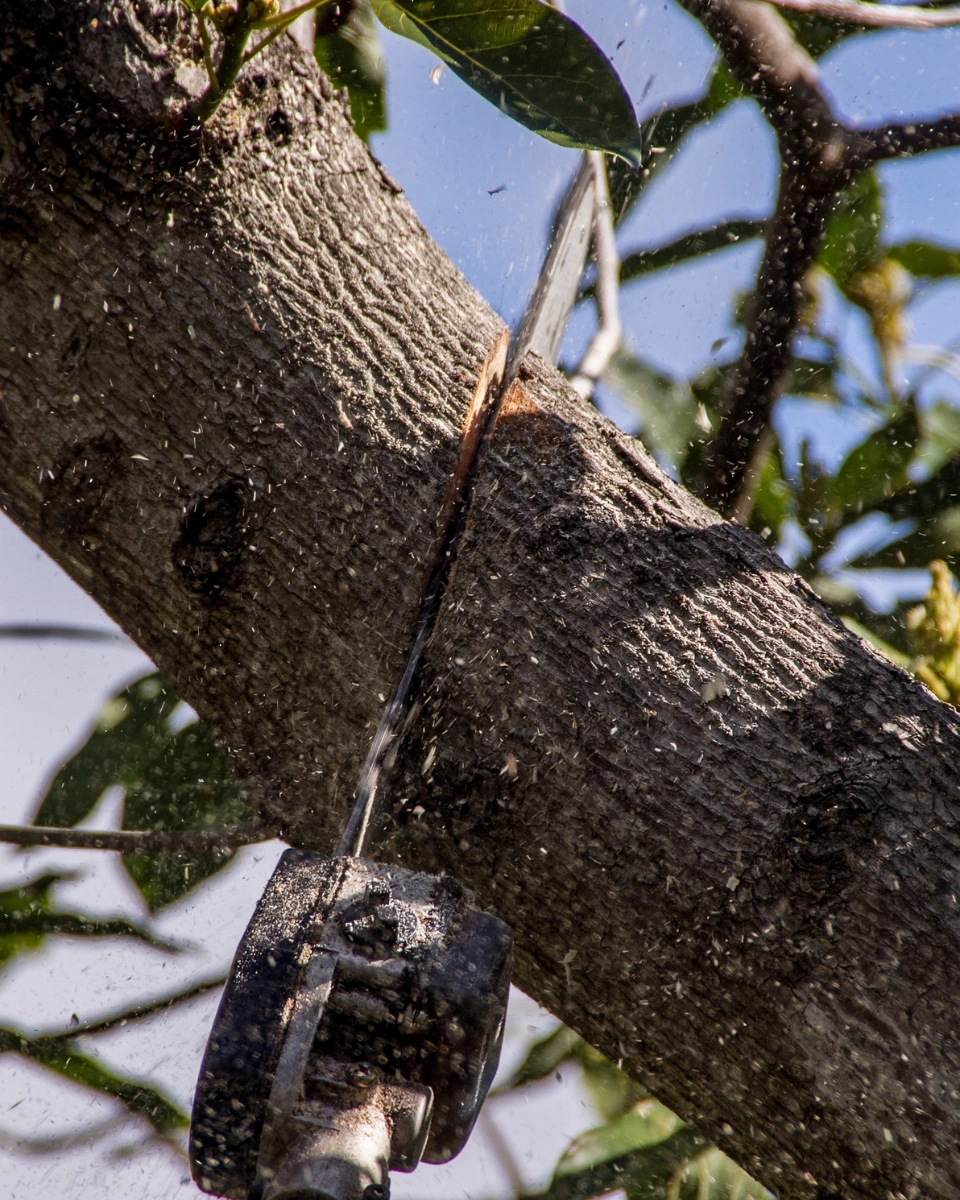 Élagage de vos arbre sur Pau - L'Hérisson du Jardin Élagage sur Pau - L'Hérisson du Jardin