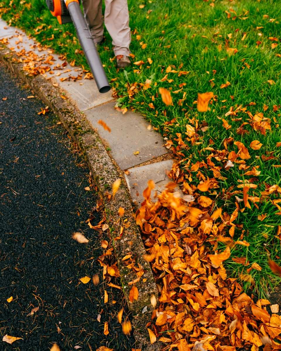 NETTOYAGE DE VOS JARDINS - L'HÉRISSON DU JARDIN2