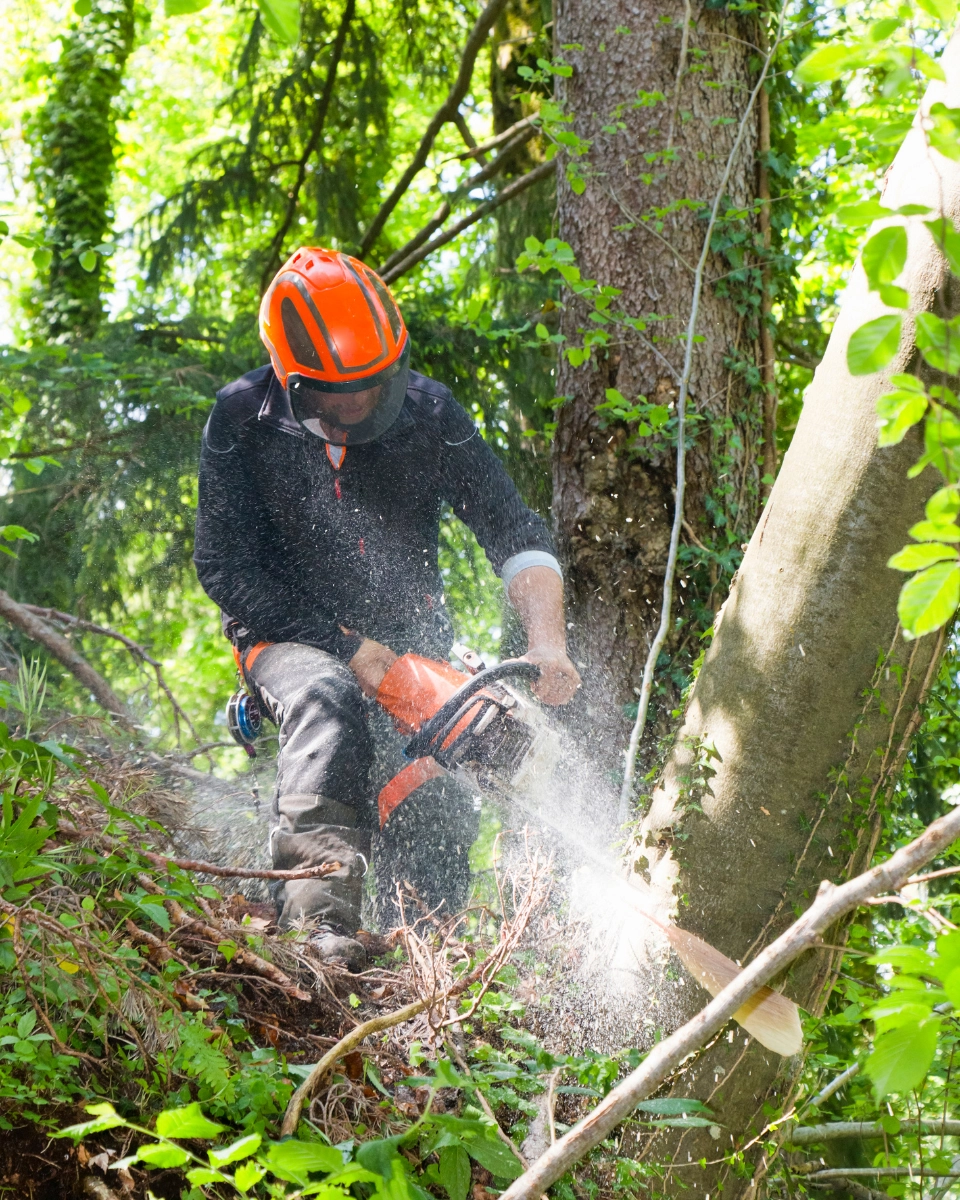 TRAVAUX D'ABATTAGE D'ARBRE - L'HÉRISSON DU JARDIN