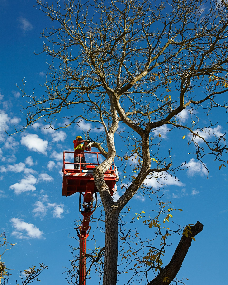 TRAVAUX EN HAUTEUR AVEC NACELLE PAR L'HÉRISSON DU JARDIN